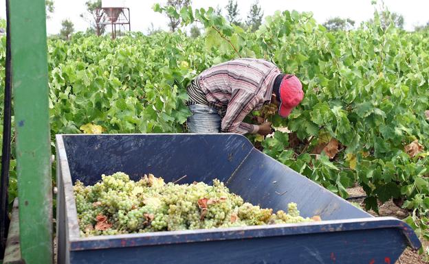 Arrancan las primeras vendimias en España, las más precoces del hemisferio norte