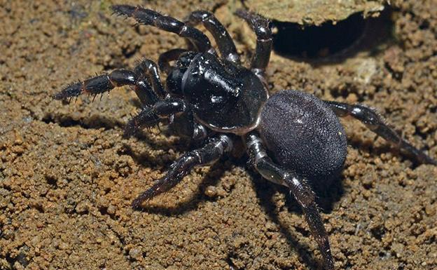 Una especie de araña cruzó el Índico desde África hasta Australia