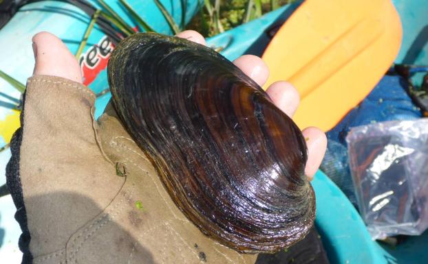 Una esperanza para la almeja del Ebro