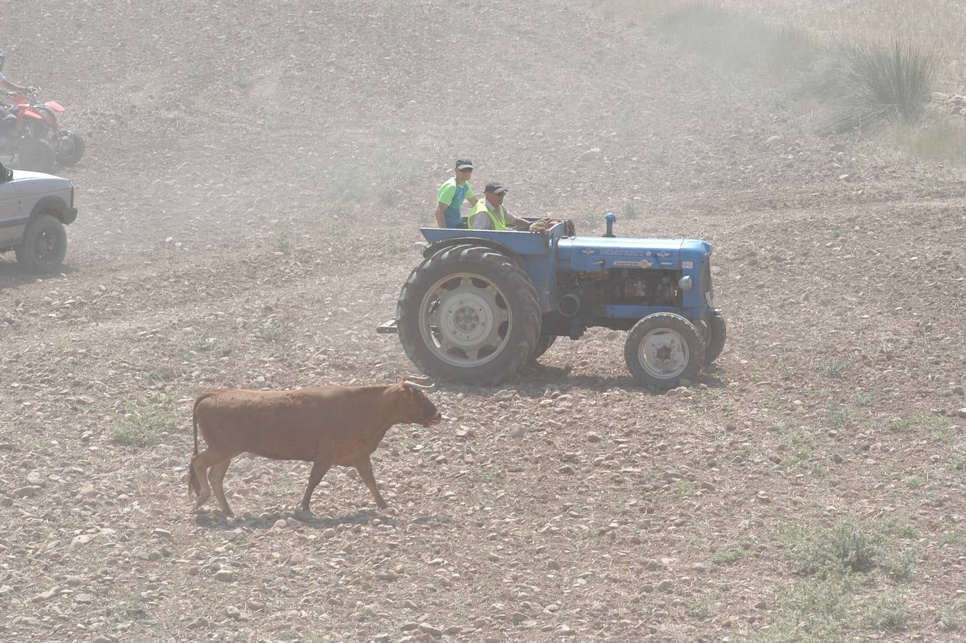 Seis vacas por los montes de Valverde