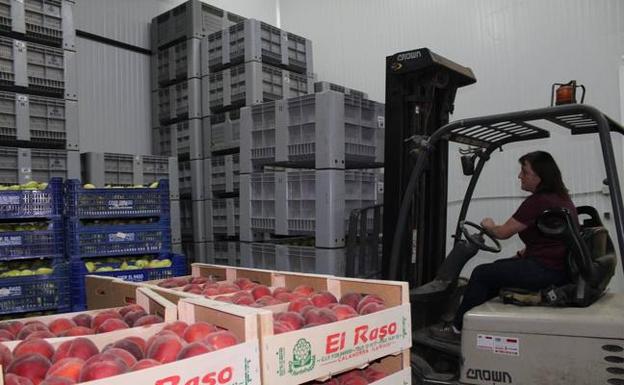 El exceso de producción de este año tira por los suelos los precios de la fruta riojana