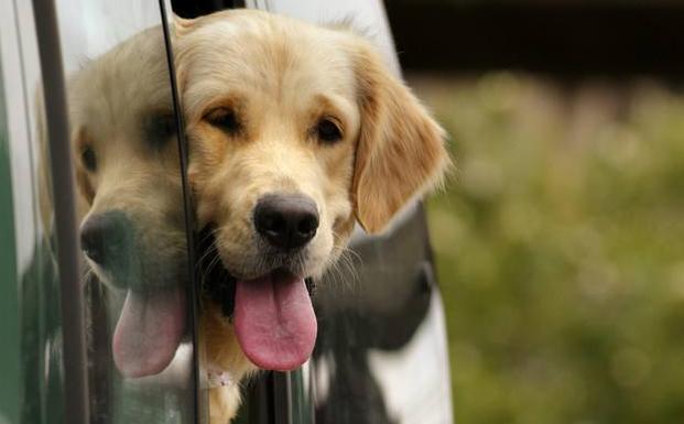 ¿De vacaciones con tu mascota? Tendrás que cumplir unos requisitos