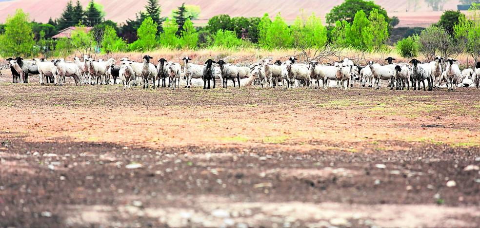 La persistencia de la sequía en agosto coloca al campo riojano en una situación crítica