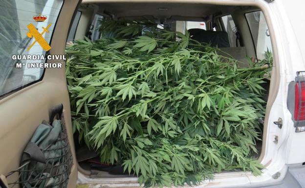 Descubren una plantación de marihuana en los montes de Ortigosa