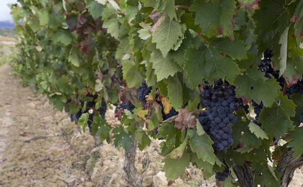 La vendimia en Rioja Alavesa podría adelantarse al 18 de septiembre