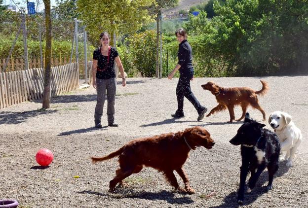 Los 'hoteles caninos', a tope