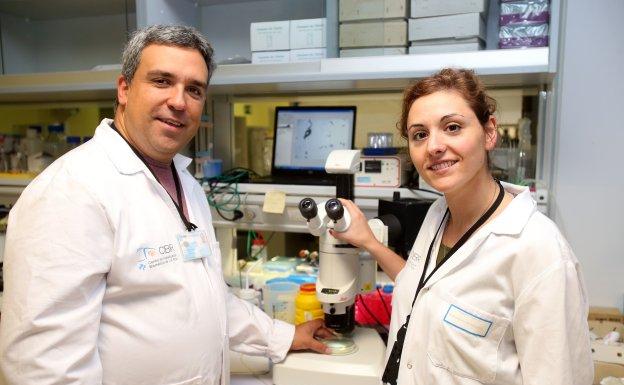 Gusanos para entender el cáncer