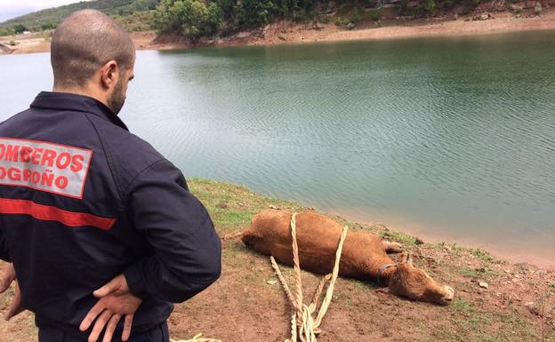 Rescatada una vaca en la presa del río Yalde