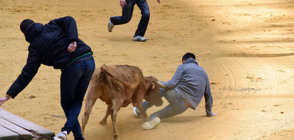 Comienzan las vaquillas