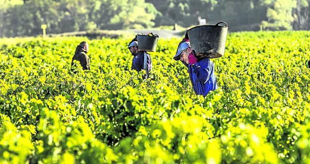 Rioja 'salva' la campaña en cantidad y calidad con 311 millones de kilos ya en las bodegas