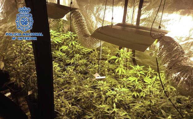 Un trimestre antidroga en Logroño: 10 detenidos, 12 kilos de marihuana