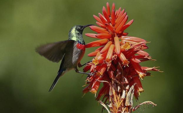 El pico de los pájaros podría haber evolucionado por los comederos de jardín