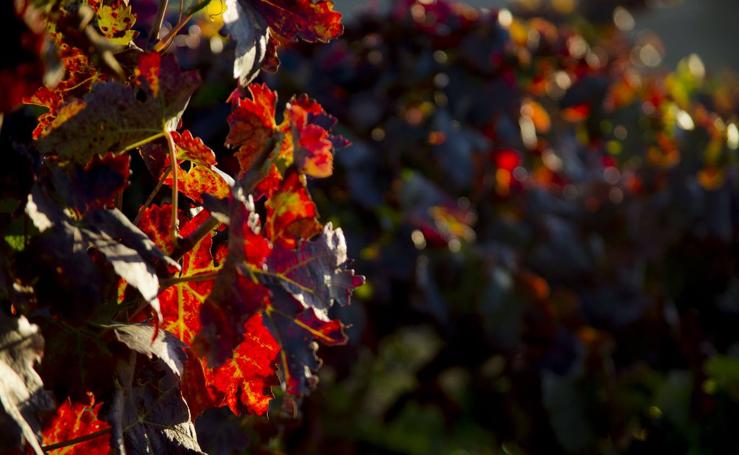 Las viñas riojanas, en otoño