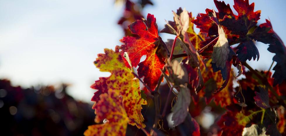 Otoño en las viñas riojanas