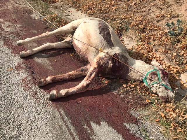 La triste muerte de 'Julio'