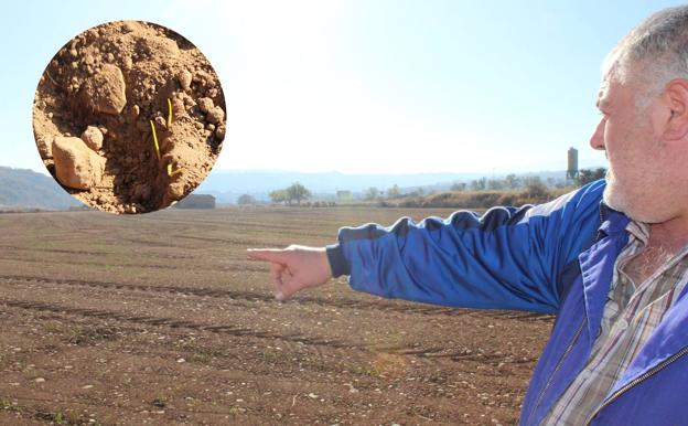 La sequía pone en riesgo el 80% del cereal en La Rioja Baja y parte del cultivo de La Rioja Alta