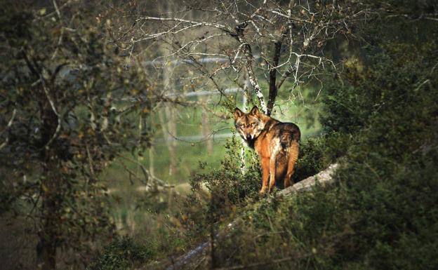 Amigos de la Tierra quiere realizar un documental sobre el lobo ibérico en La Rioja y Álava