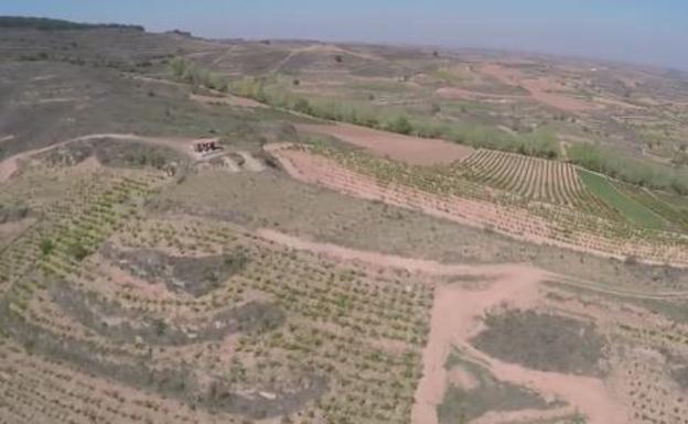 Los viñedos de Bodegas Juan Carlos Sancha, a vista de dron