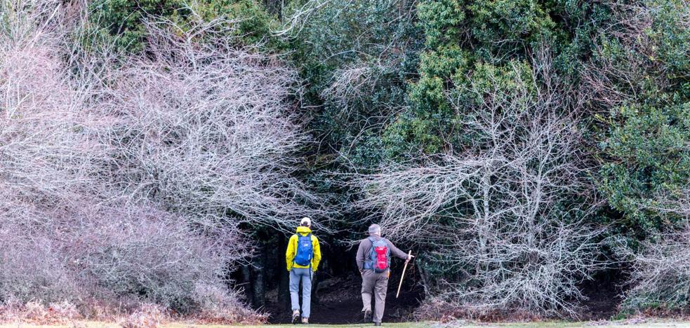 En la tierra de los acebos gigantes