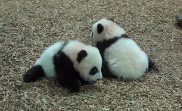 Los gemelos panda del zoo de Atlanta son toda una atracción