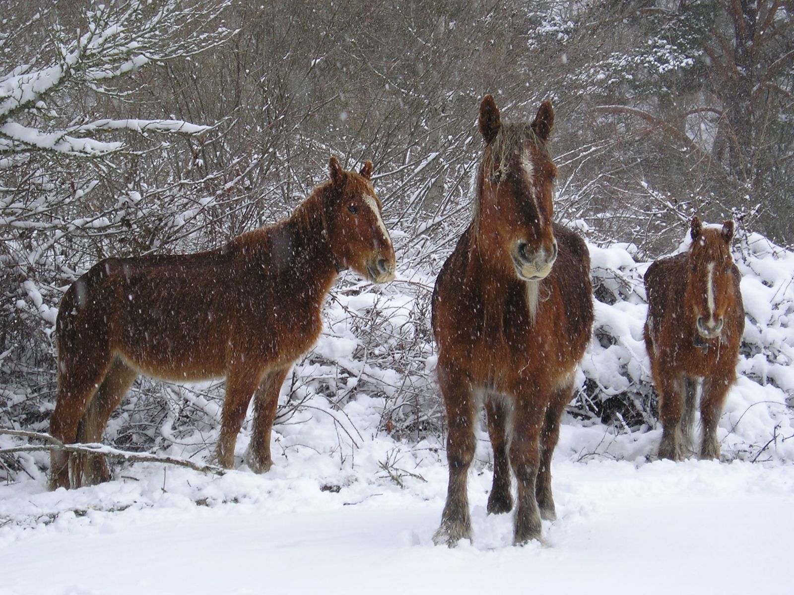 Paisajes de nieve en La Rioja