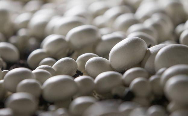 China y el veto ruso amenazan al champiñón riojano