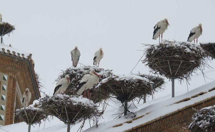 Cigüeñas bajo la nieve en Alfaro