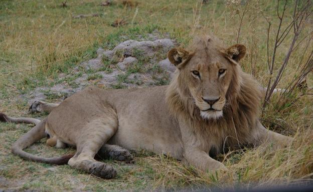 19 animales (como poco) que puedes ver en un safari en Botswana