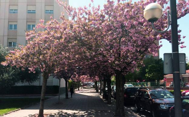 El espectáculo de los cerezos de Lope Toledo
