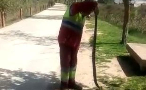 Una culebra bastarda en el paseo a la Grajera