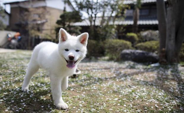 El akita, el perro japonés que conquista los corazones extranjeros