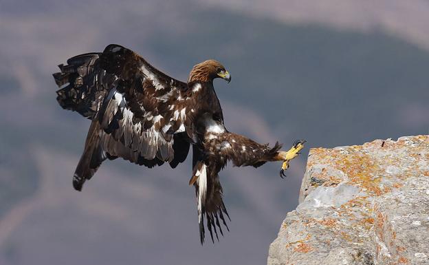 Un águila real de premio