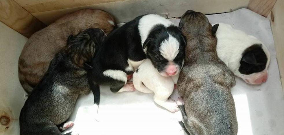 Buscan un hogar para cinco cachorros abandonados en un contenedor de Albelda