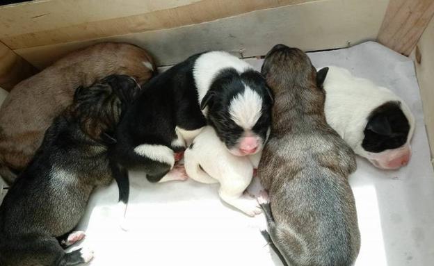 Buscan un hogar para cinco cachorros abandonados en un contenedor de Albelda