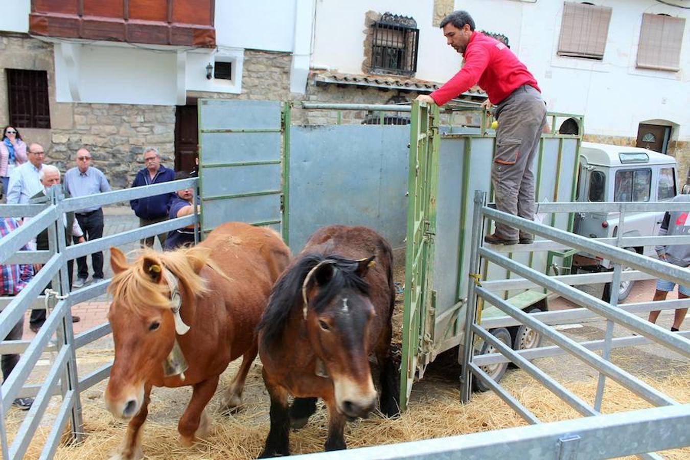 Feria de ganado en Soto en Cameros