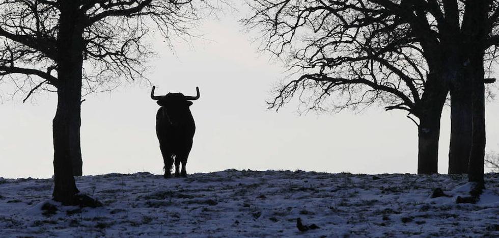 La carne del toro de lidia quiere llegar a los restaurantes