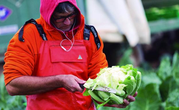 Mercadona compra 324.000 kilos de coliflor de Calahorra