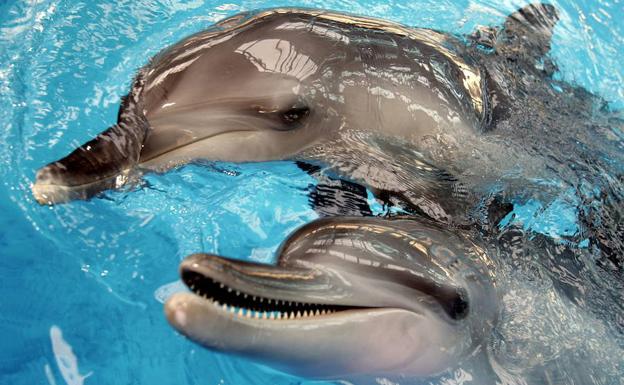 Los delfines macho ponen 'nombres' a amigos y rivales de su entorno