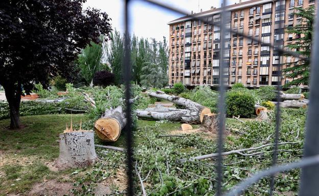 El PSOE denuncia una «tala indiscriminada» de los árboles de la Plaza México