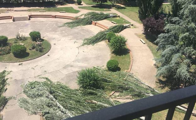 El PSOE municipal sospecha de «manipulación política» en los datos sobre la tala de árboles