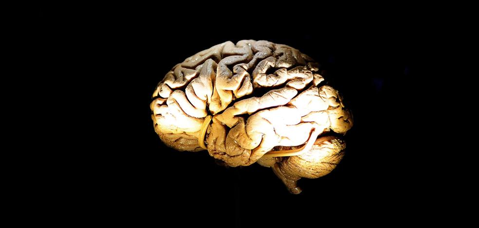 Investigadores españoles descubren un mecanismo genético clave en el desarrollo del cerebro