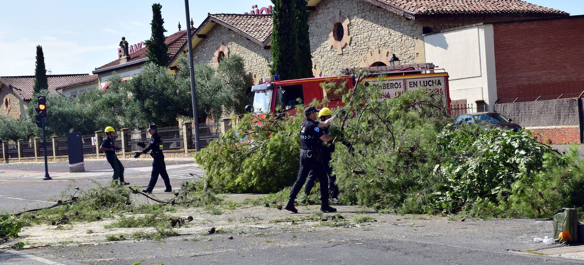 Un árbol se desploma en la calle del Ebro