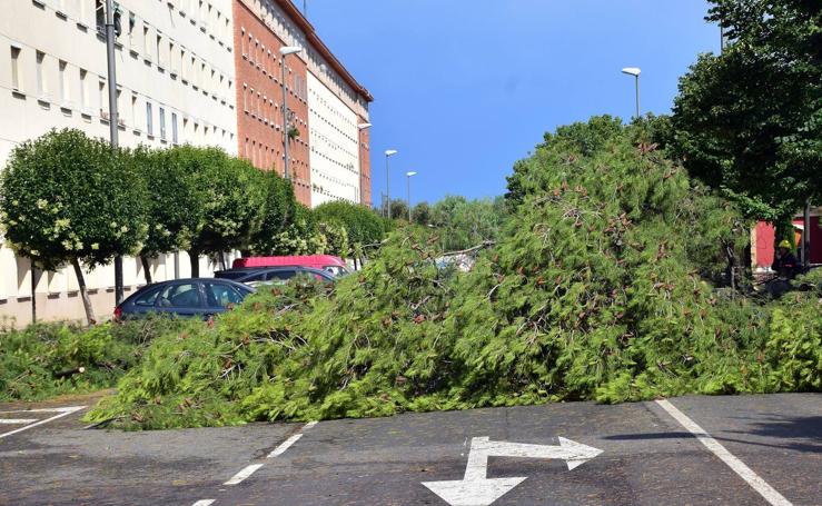 Un árbol se desploma en la calle del Ebro