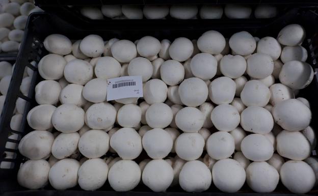 Investigan la mejora de las propiedades de los hongos con efecto antitumoral