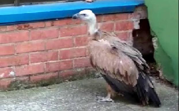 Una cría de buitre socorrida en las piscinas de Cantabria