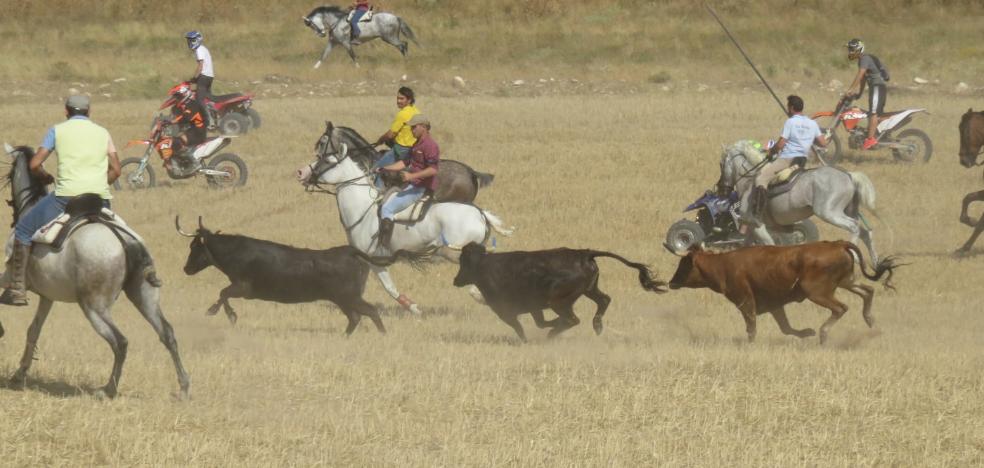 Un encierro a caballo y motor