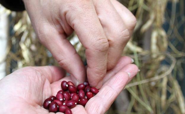 El Gobierno de la Rioja apoyará con 7.000 euros el evento de promoción de la Alubia de Anguiano