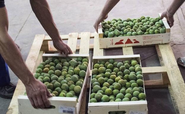 La ciruela de Nalda y Quel afronta una campaña corta, con buena calidad y calibre