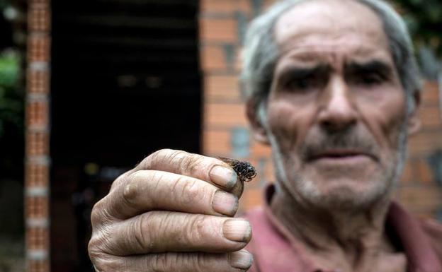 Una mujer de 89 años, hospitalizada tras sufrir picaduras de avispa velutina en Orense