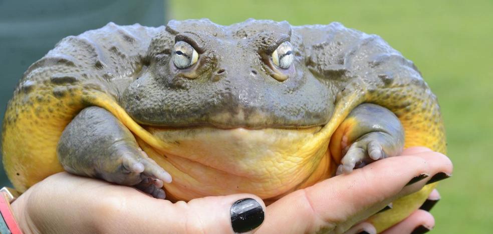La nociva rana toro se suma a la treintena de especies invasoras que ya amenazan el Ebro